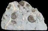 Ammonite Fossil Slab - Marston Magna Marble #63486-1